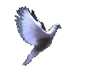 graphic of a flying dove